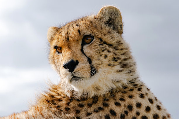 猎豹特写肖像，头部照片图片下载