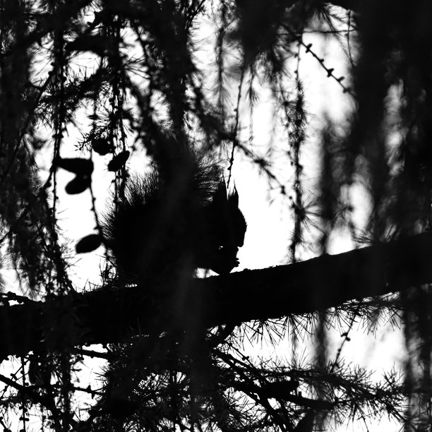 落叶松枝桠上松鼠的艺术黑白照片图片下载