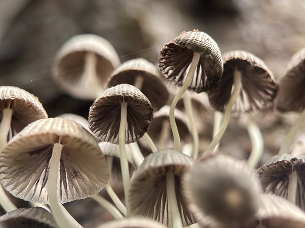 潮湿土壤或木头上生长着一簇簇小型野生蘑菇。对真菌菌盖和菌柄进行详细的微距摄影，展现自然之美。图片下载