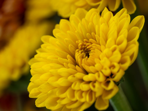 索尼新 G Master 100mm 微距镜头拍摄的黄色花卉精细艺术微距照片图片下载