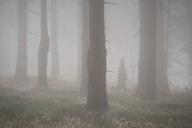 一系列充满氛围感的照片，展示了雾气缭绕的森林景观。浓密的雾气在高耸的树干间飘荡，营造出神秘、宁静且略带阴郁的氛围。柔和的漫射光线和沉稳的色调，凸显了自然的原始之美、寂静与安详。图片下载