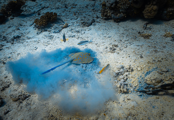 蓝斑燕魟（Taeniura lymma）在红海海底。潜水照片。图片下载