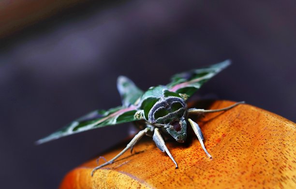 这张图片展示了一只迷彩图案的火箭蛾，这是一种体型巨大、图案和颜色都非常美丽的蛾子。图片下载