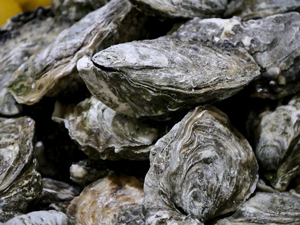 法国海鲜市场新鲜的牡蛎，传统节日美食，特写照片图片下载