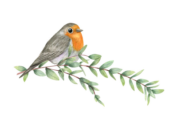 一只知更鸟坐在细枝上的水彩画，带有新鲜的绿叶插画，背景隔离。一只橙胸小鸟。适用于贺卡、网站设计、花园生活装饰。图片下载
