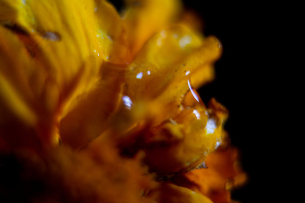 万寿菊花的微距照片图片下载