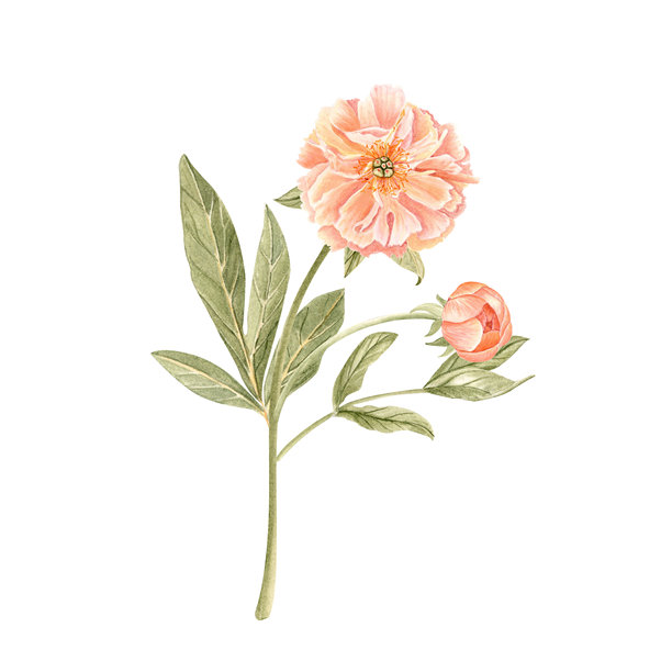 柔和桃色调的娇嫩牡丹花蕾带茎水彩插画，孤立在白色背景上。手绘。图片下载