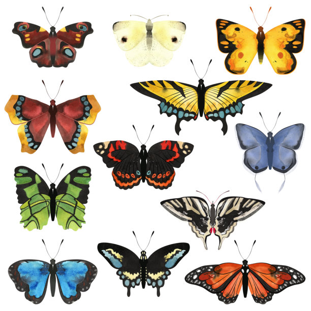 蝴蝶套装：凤蝶、酢浆灰蝶、菜粉蝶、闪蝶、孔雀蝶、孔雀蛱蝶。一组复古风格的孤立水彩插画，适用于儿童百科全书或关于蝴蝶的文章。剪贴画，用于贴纸和剪贴簿。图片下载