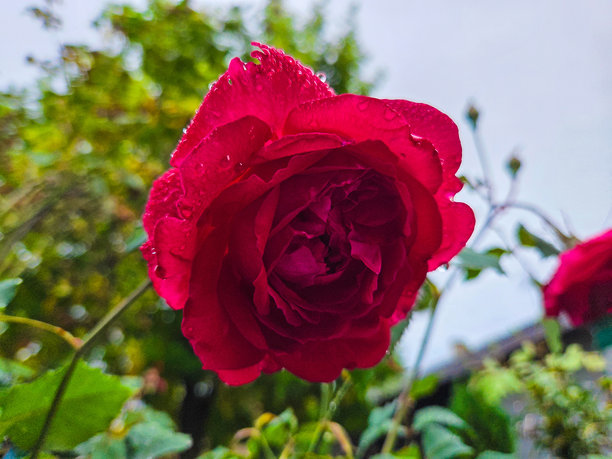 精美的鲜花和花束照片图片下载
