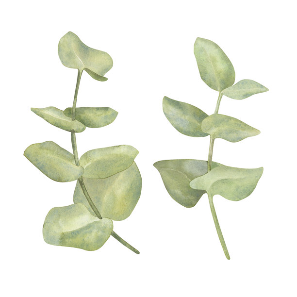 一套桉树的水彩插画。这种药用芳香植物的树枝采用植物学风格手绘。适用于包装、卡片、邀请函、婚礼和节日。图片下载