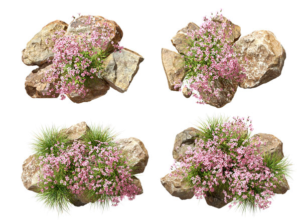 鸟瞰图，粉色花朵盛开，岩石孤立在白色背景上，三维插画图片下载