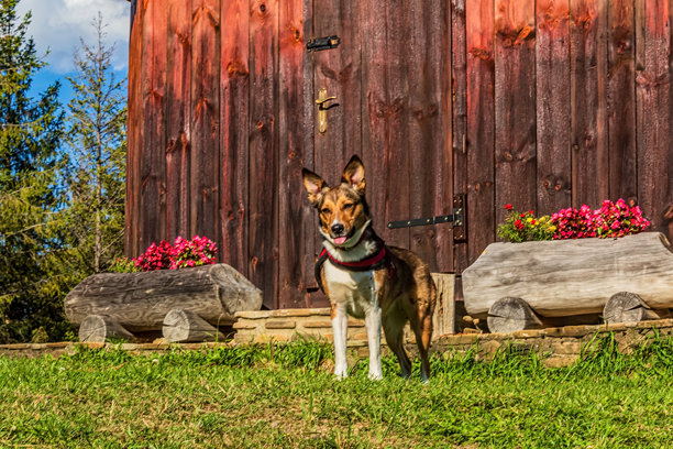 动物照片，动物，自然-欧洲，东欧图片下载