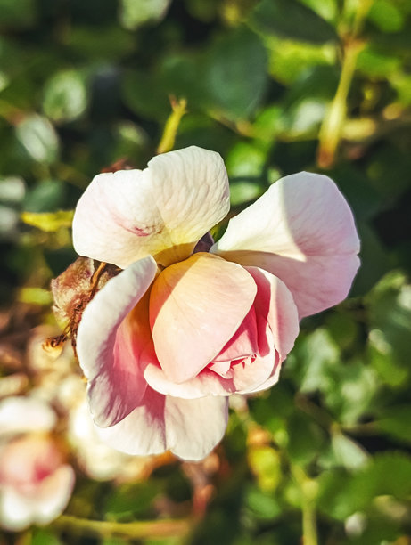 微距照片，动物，自然 - 欧洲，东欧图片下载