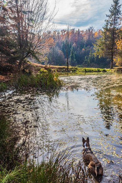 风景，森林，喀尔巴阡山脉，欧洲自然照片，东欧图片下载