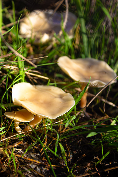 Ampulloclitocybe clavipes，俗称棒状柄侧耳，野生白蘑菇图片下载