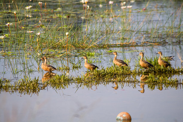 一张展现了少量白喉树鸭在繁茂的绿色湿地栖息地站立和游动的自然野生动物照片。画面展示了鸭子们在浅水中互动。图片下载