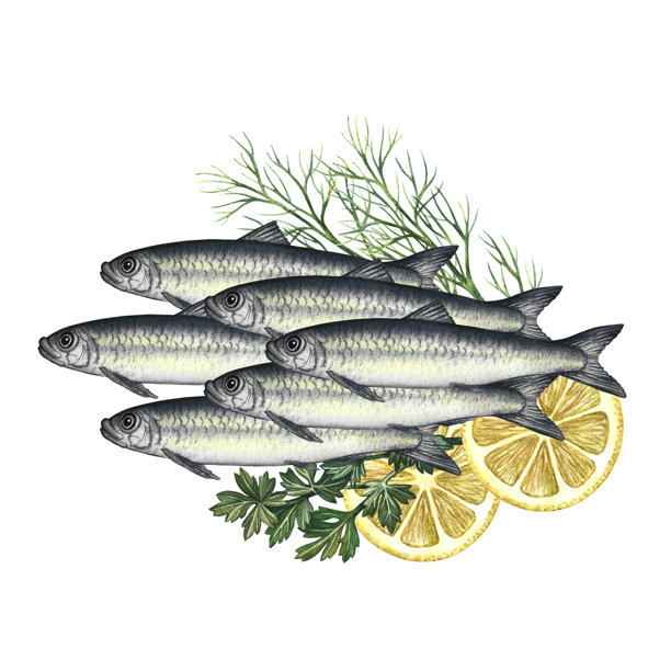 香草柠檬沙丁鱼。手绘水彩插画。鱼类菜肴的彩色图像。从背景中分离。适用于菜单、食谱书、包装、标签、邀请函。图片下载