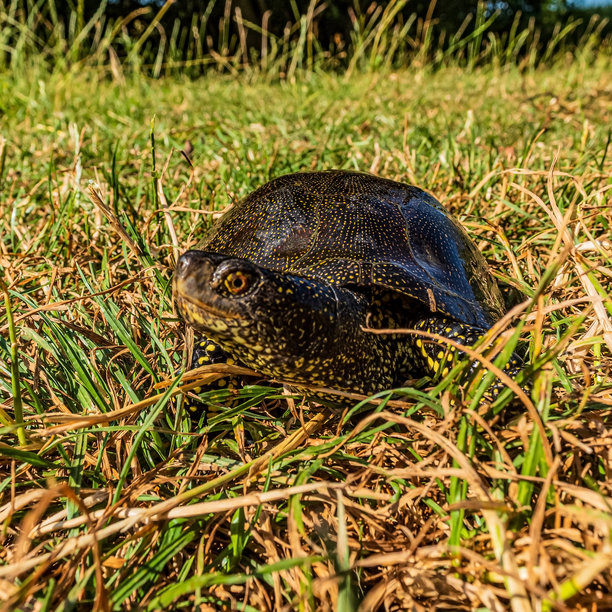 动物照片，动物，自然 - 欧洲，东欧图片下载