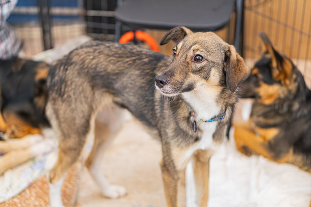 一张混种犬在收容所的照片，它正对着镜头，戴着带有蓝色配件的项圈或挽具，背景中地毯上躺着其他狗狗，被部分遮挡。图片下载