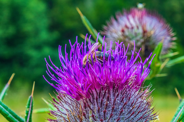 微距照片，动物，自然 - 欧洲，东欧图片下载