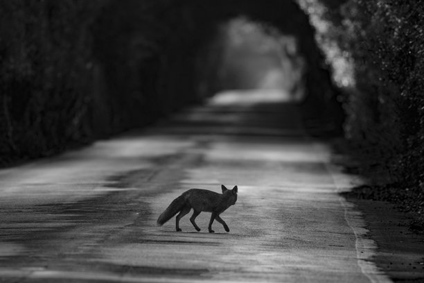 黑白照片：一只狐狸穿过森林中的道路图片下载