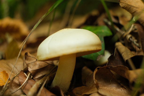 秋季森林地面上生长的野生白蘑菇图片下载
