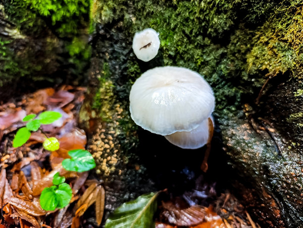宏观照片，动物，自然 - 欧洲，东欧图片下载