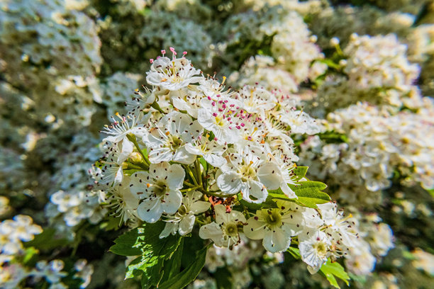 微距照片，动物，自然 - 欧洲，东欧图片下载