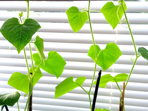 角瓜植株图库照片。食人族瓜植株图库照片。非洲角黄瓜植株图库照片。果冻瓜幼苗图库照片。带刺瓜植株图库照片图片下载