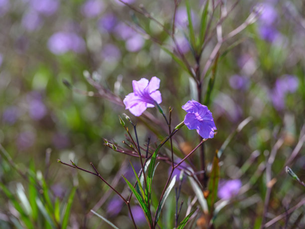 夏季盛开的紫色芦竹花（Ruellia simplex）特写照片图片下载