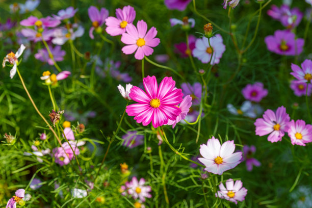 秋天盛开的粉色波斯菊（Cosmos bipinnatus）特写照片图片下载