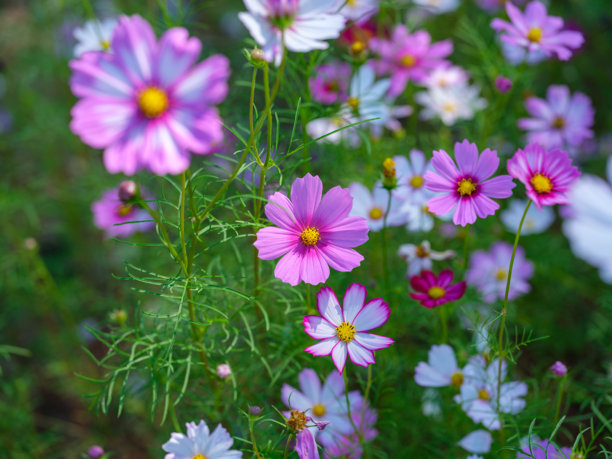 秋季盛开的五彩缤纷的波斯菊（Cosmos bipinnatus）特写照片图片下载