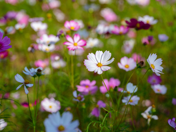 秋季盛开的五彩斑斓的波斯菊（Cosmos bipinnatus）特写照片图片下载