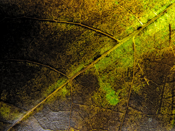 一张详细的宏观照片，展示了一片正在腐烂的叶子，呈现出绿色、黄色、棕色和黑色的色调，突出叶脉的纹理。图片下载