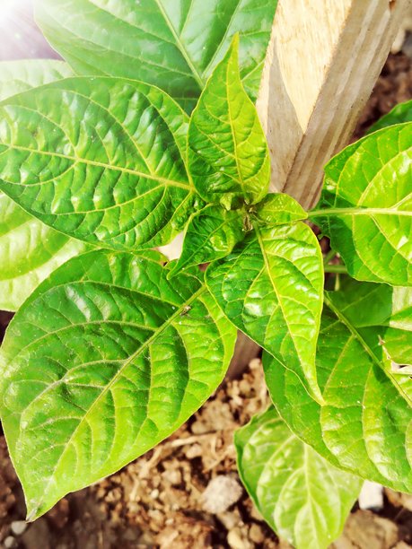 绿色新鲜叶子特写照片图片下载