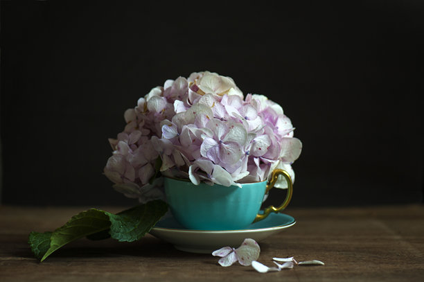 茶杯纹理素材中的绣球花图片下载