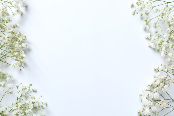 白色背景上满天星花朵的俯视照片图片下载