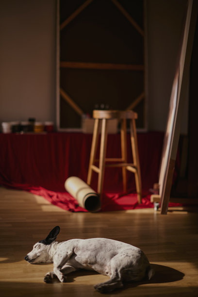 杰克罗素梗犬趴在工作室地板上。素材照片图片下载