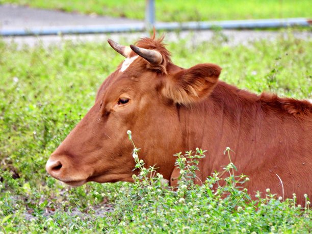 泽西牛 - 躺在草地上 - 头像，侧面图片下载