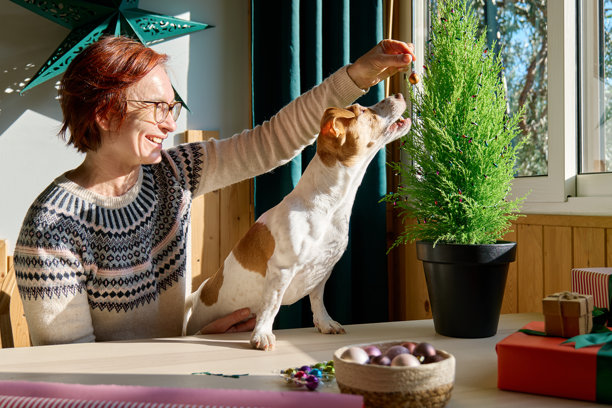 Woman with her Jack Russell Terrier dog decorating cypress in a pot as Christmas tree with ornaments for winter holiday celebration图片下载
