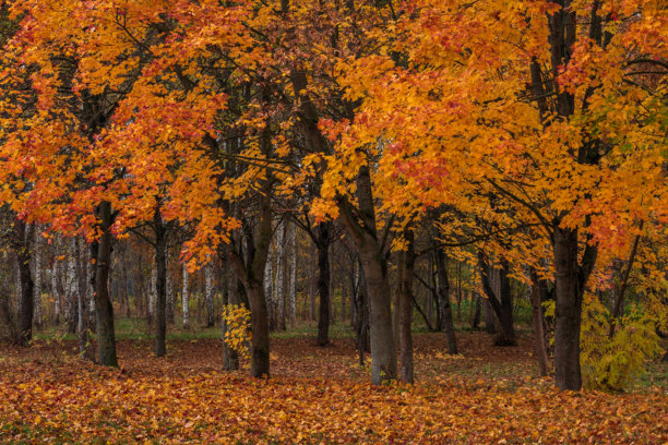秋天的公园。枝繁叶茂的枫树，叶子呈浓郁的橙色，地上散落着落叶。美丽的金色秋天。十月鲜艳的色彩。风景素材图图片下载