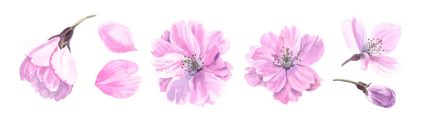 樱花套装水彩粉色樱花花瓣插画图片下载