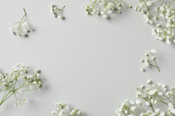 灰色背景上满天星花朵的俯视照片，带有空白区域图片下载