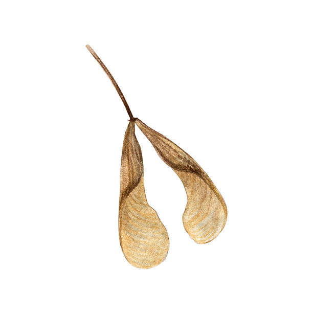 水彩插画，描绘了干燥的枫树翅果（有翅种子），采用柔和的棕色调。以写实植物画风格绘制。适用于秋季设计、自然印花、请柬和季节性装饰。图片下载