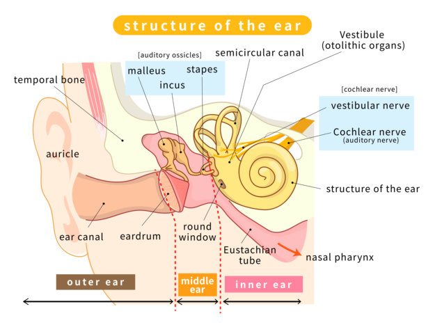 横截面插画，展示耳朵内部结构图片下载