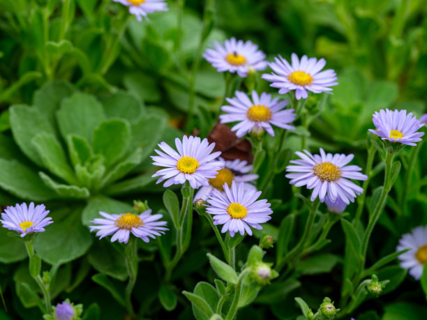 秋季盛开的塔塔里亚紫菀花（Aster tataricus）特写照片图片下载