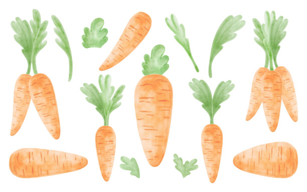 一套可爱的胡萝卜带叶水彩插画，适合儿童设计。新鲜有机植物插画，适合婴儿主题。手绘孤立的健康饮食新鲜蔬菜图画，用于贴纸。图片下载