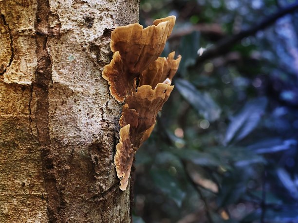 图片展示了在森林中树皮上生长的蘑菇，学名为“糙皮革耳”，俗称“假火鸡尾”。图片下载