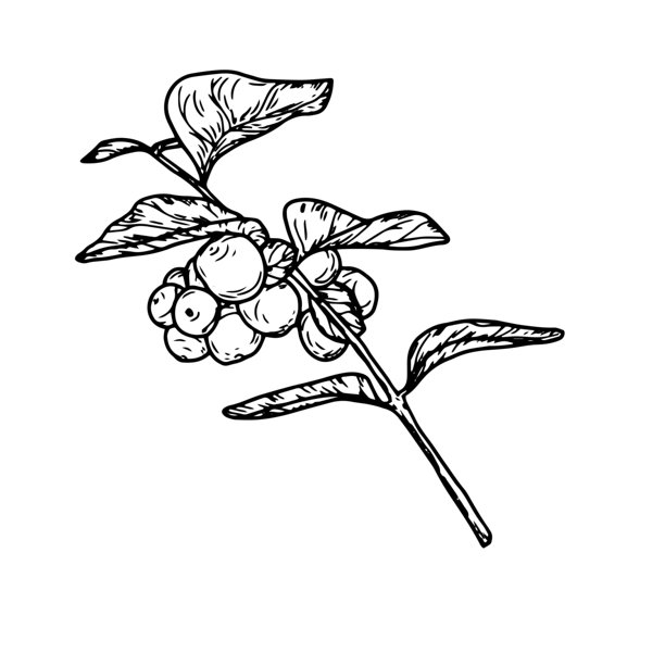 黑白素描风格的雪莓。矢量插画。白色背景上孤立的带有叶子和浆果的树枝。适用于新年、礼物、贺卡、请柬和纺织品。"Snowberry"（雪莓）的英文名称保持不变，因为没有广泛接受的中文译名，且在特定语境下保持英文原文有助于准确识别。图片下载