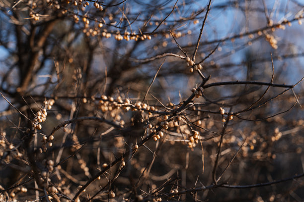一幅细节丰富的微距照片，展示了在干燥、多刺的树枝上成簇的、小巧的、淡色的沙棘果实，在湛蓝的天空背景下，被清冽的冬日阳光照亮。图片下载